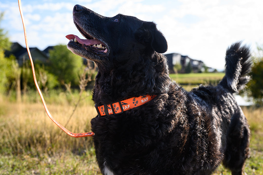 Dog Collar