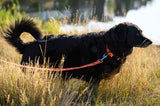 Dog Leash