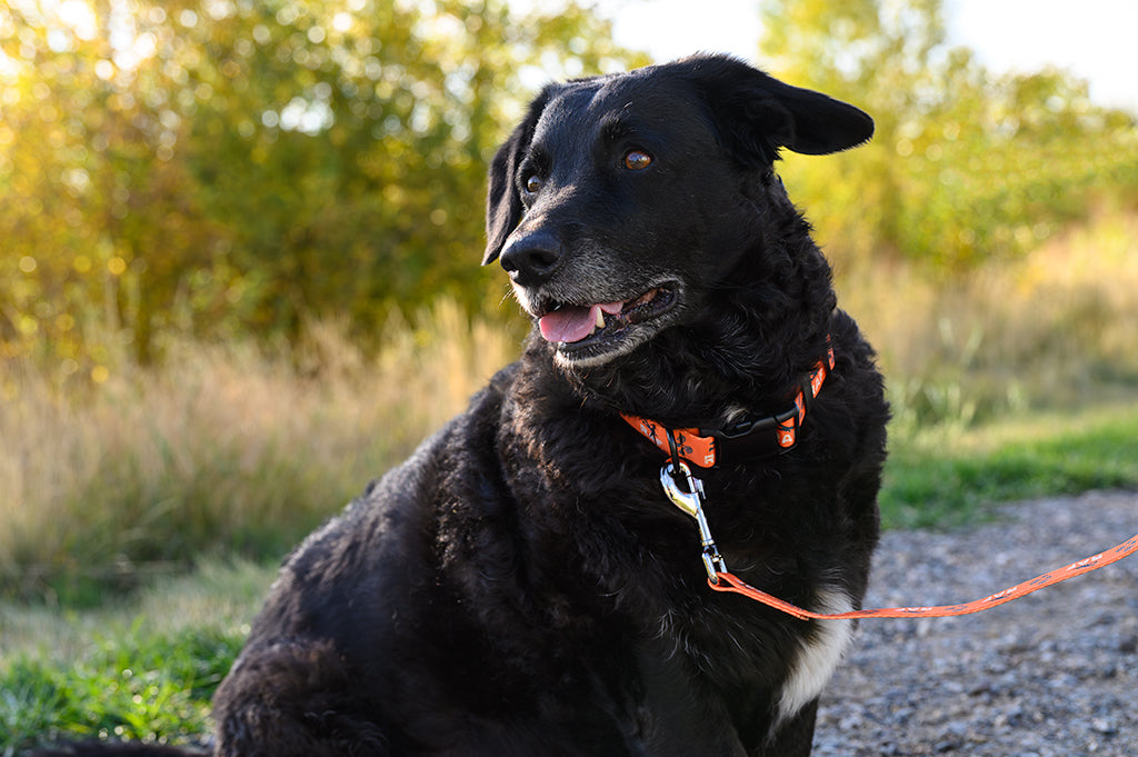 Dog Collar