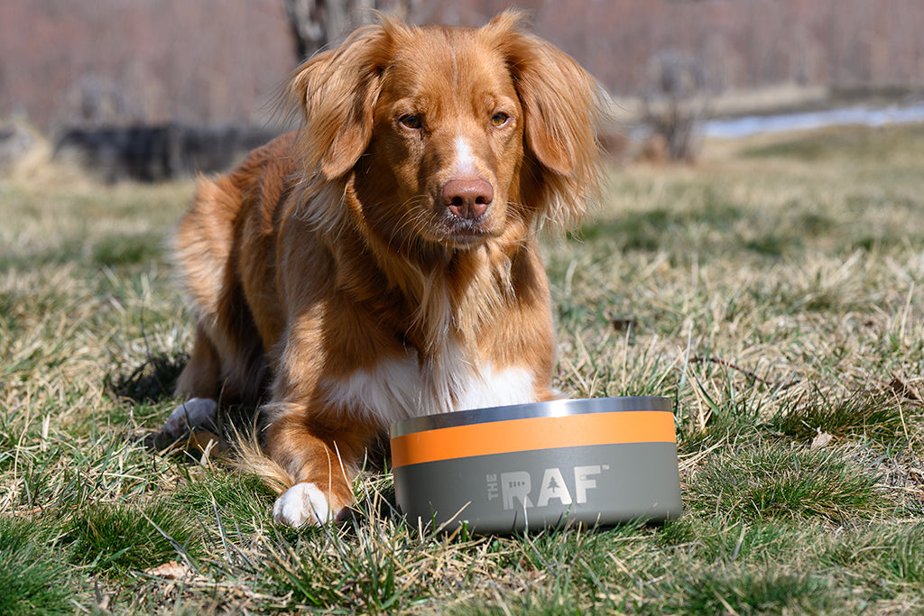 Orvis Dog Bowl